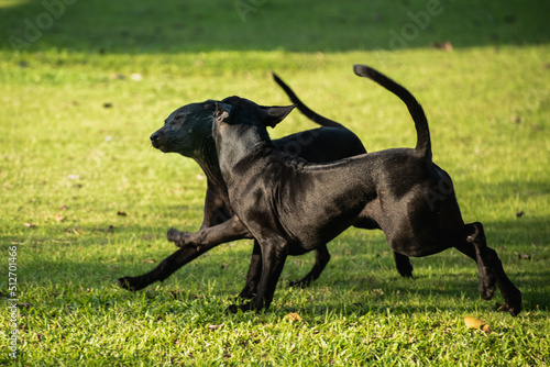 Phu Quoc puppy running in the grass