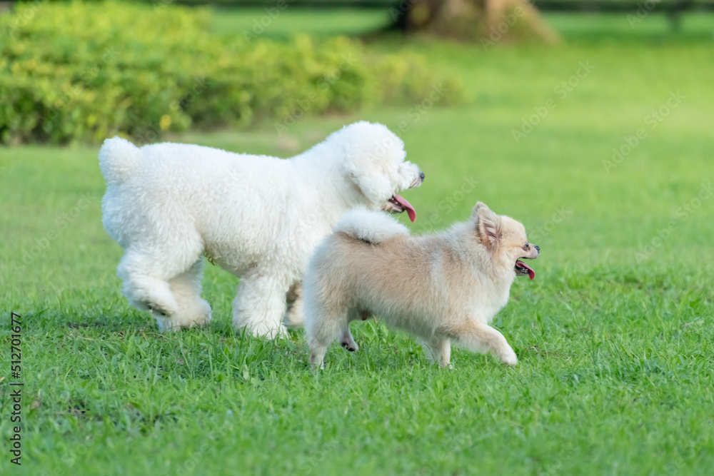 Two puppies on a grass
