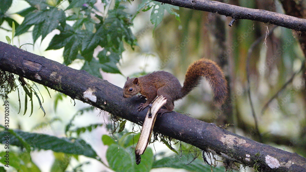 Squirrel in a tree in Mindo, Ecuador Squirrel in a tree in Mindo, Ecuador