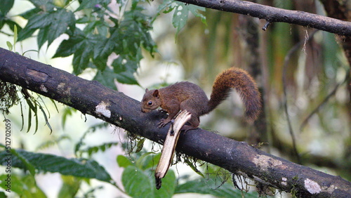 Squirrel in a tree in Mindo, Ecuador