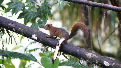 Squirrel in a tree in Mindo, Ecuador