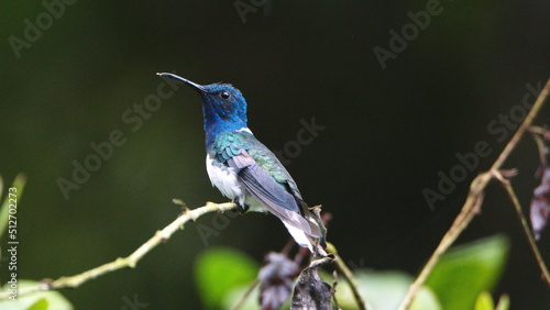 White-necked jacobin (Florisuga mellivora) hummingbird perched on a twig in Mindo, Ecuador