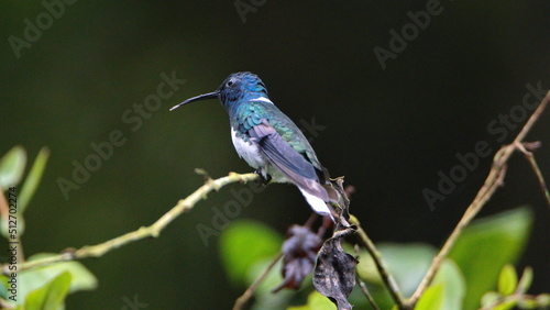 White-necked jacobin (Florisuga mellivora) hummingbird perched on a twig in Mindo, Ecuador