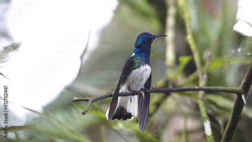 White-necked jacobin (Florisuga mellivora) hummingbird perched on a twig with its wings extended in Mindo, Ecuador