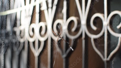Spider which is known as Argiope pulchella In spider web