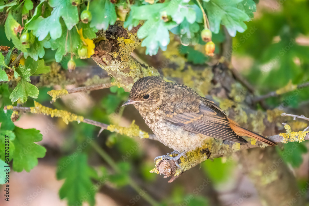 The common redstart, Phoenicurus phoenicurus, young bird, is photographed in close-up sitting on a branch against a blurred background. The common redstart, Phoenicurus phoenicurus, young bird, is photographed in close-up sitting on a branch against a blurred background.