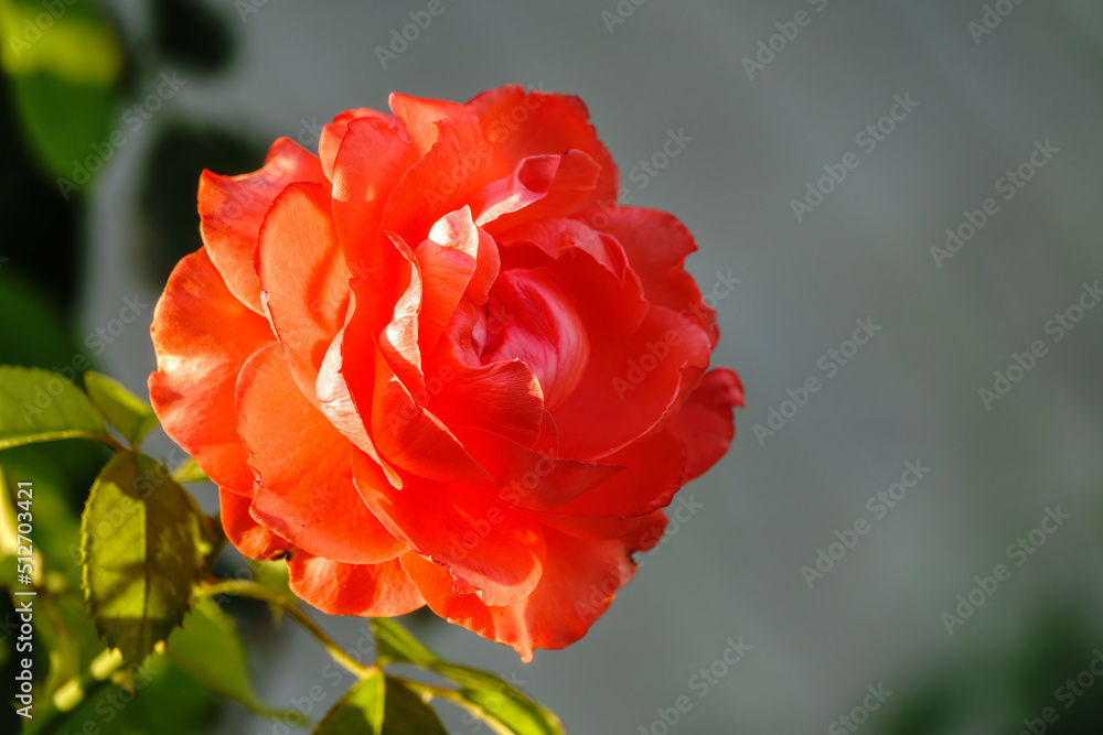 Beautiful red garden rose flower on a green blurred background Beautiful red garden rose flower on a green blurred background