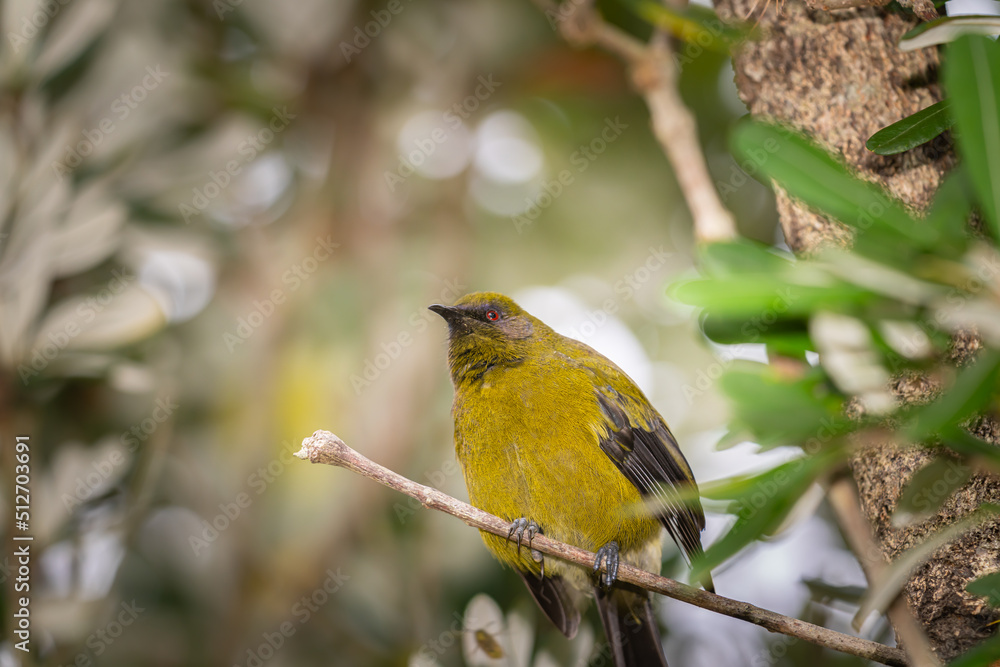 New Zealand bellbird perching tree on branch New Zealand bellbird perching tree on branch