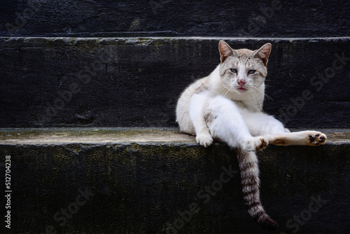 gato