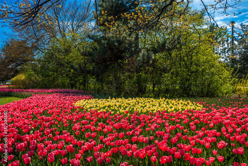 Fototapeta Naklejka Na Ścianę i Meble -  Super vibrant tulip flower field in Spring