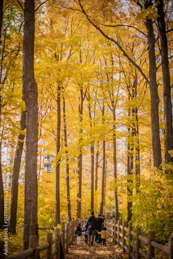 Autumn trees and leaves