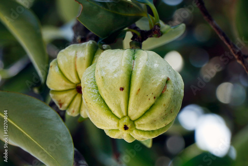 Garcinia gummi-gutta known as Garcinia cambogia as well as brindleberry,comenly use for foods and medicinal purpose photo
