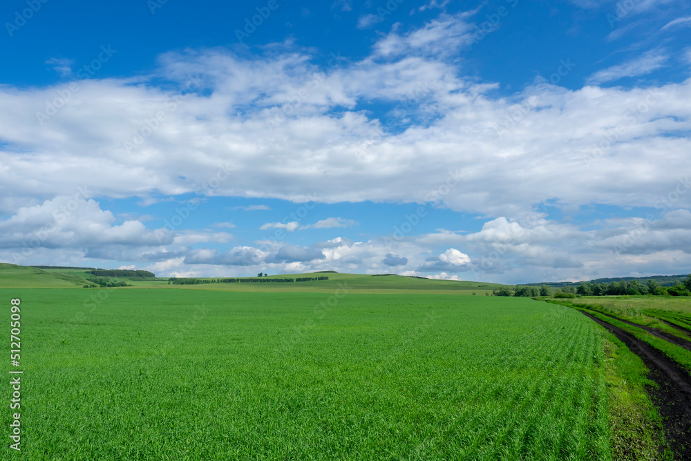 Green field of spring wheat. Beautiful rural landscape.