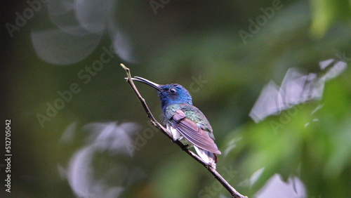 White-necked jacobin (Florisuga mellivora) hummingbird perched on a twig in Mindo, Ecuador