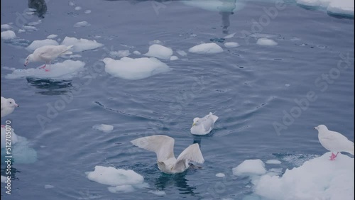 Seagulls Perching On Ice And Swimming In Sea Off Ilulissat photo