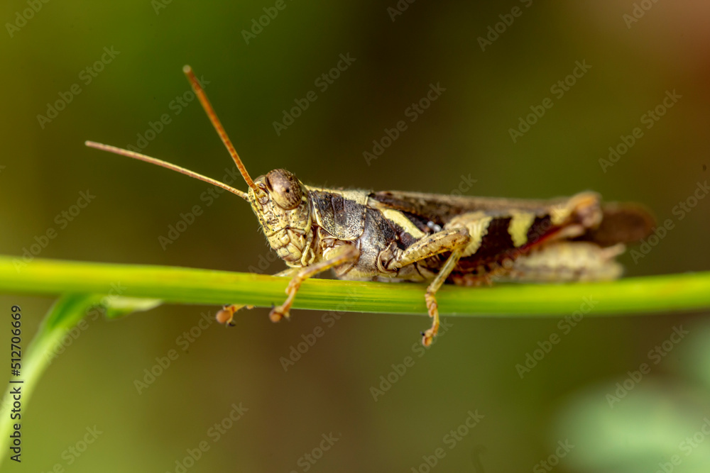 Close up photo of grasshopper on a branch Close up photo of grasshopper on a branch