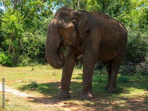 Fototapet Udawalawe National Park, where you can see wild animals in their natural habitat
