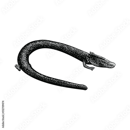 olm hand drawing vector illustration isolated on background