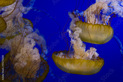 Pacific Sea Nettles swimming in a dance like formation at the Point Defiance Zoo and Aquarium in Tacoma, Washington.