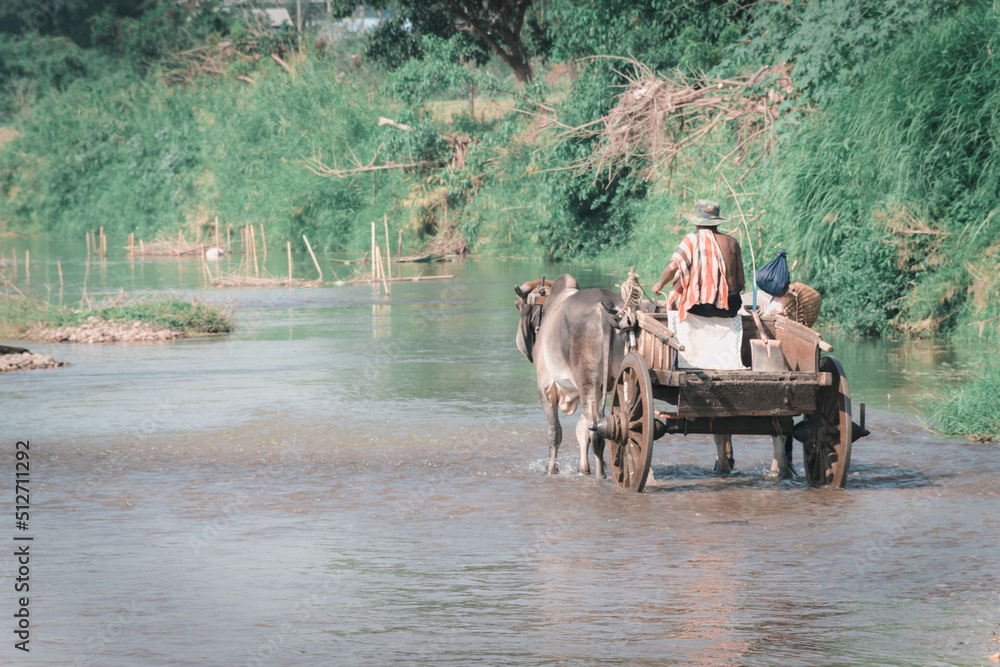 23 June 2022 - Nan Thailand, a rare way of life stay with nature A cow riding a wheel in the middle of the river 23 June 2022 - Nan Thailand, a rare way of life stay with nature A cow riding a wheel in the middle of the river