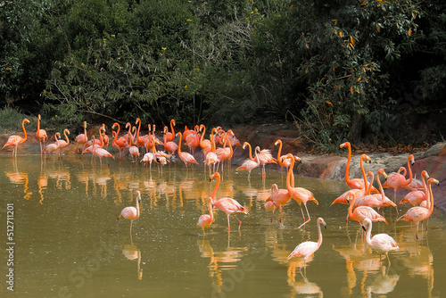 flamingos in the water