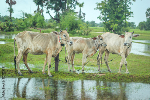 Three countryside cows in Cambodia