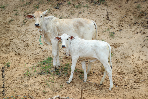 Two Countryside cows in Cambodia