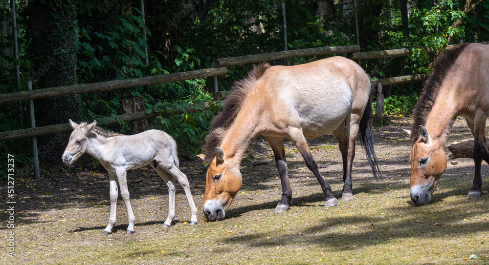 Fototapeta premium Przewalski‘s horse with a week old foal. Karlsruhe, Baden Wuerttemberg, Germany