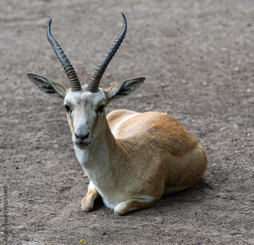 Persian gazelle (Gazella subgutturosa) is sitting on the ground and resting Persian gazelle (Gazella subgutturosa) is sitting on the ground and resting
