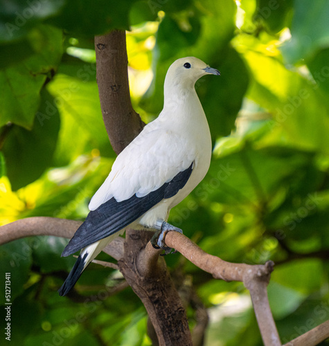 Pied Imperial Pigeon (Ducula bicolor), adult, sitting on a branch