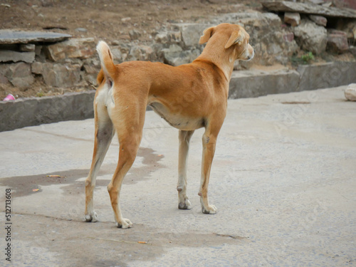 Street dog in india roaming freely in indian village rural city street road.