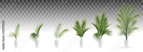 set of palm tree in white vase