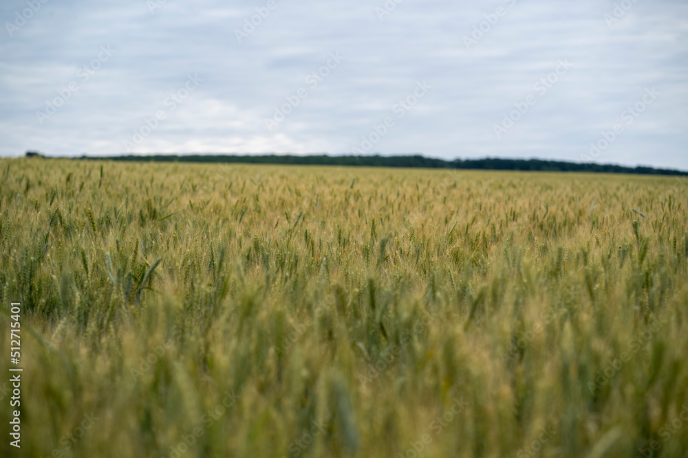 field of wheat with cloudy sky