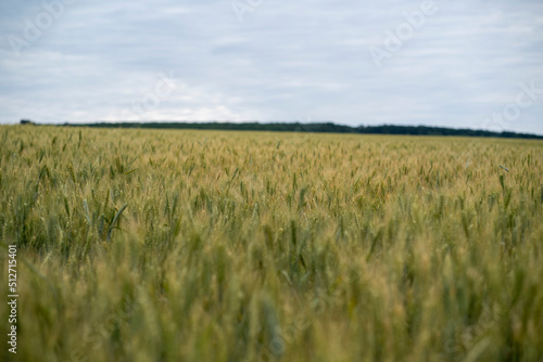 field of wheat with cloudy sky