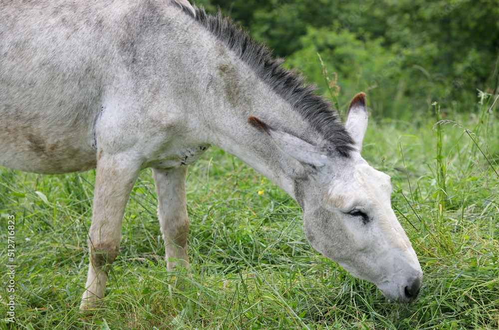 donkey grazing the grass with closed eyes and long ears