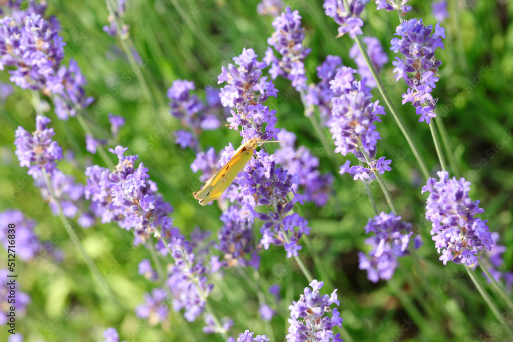 Obraz premium butterfly called Colias Croceus or Clouded Yellow on the lavender flowers in summer