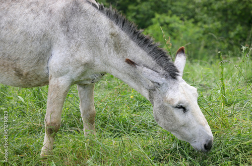 donkey grazing the grass with closed eyes and long ears photo