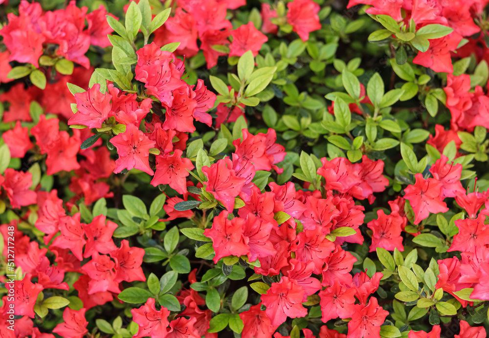 Blooming red azalea flowers in the spring garden. Gardening concept Blooming red azalea flowers in the spring garden. Gardening concept