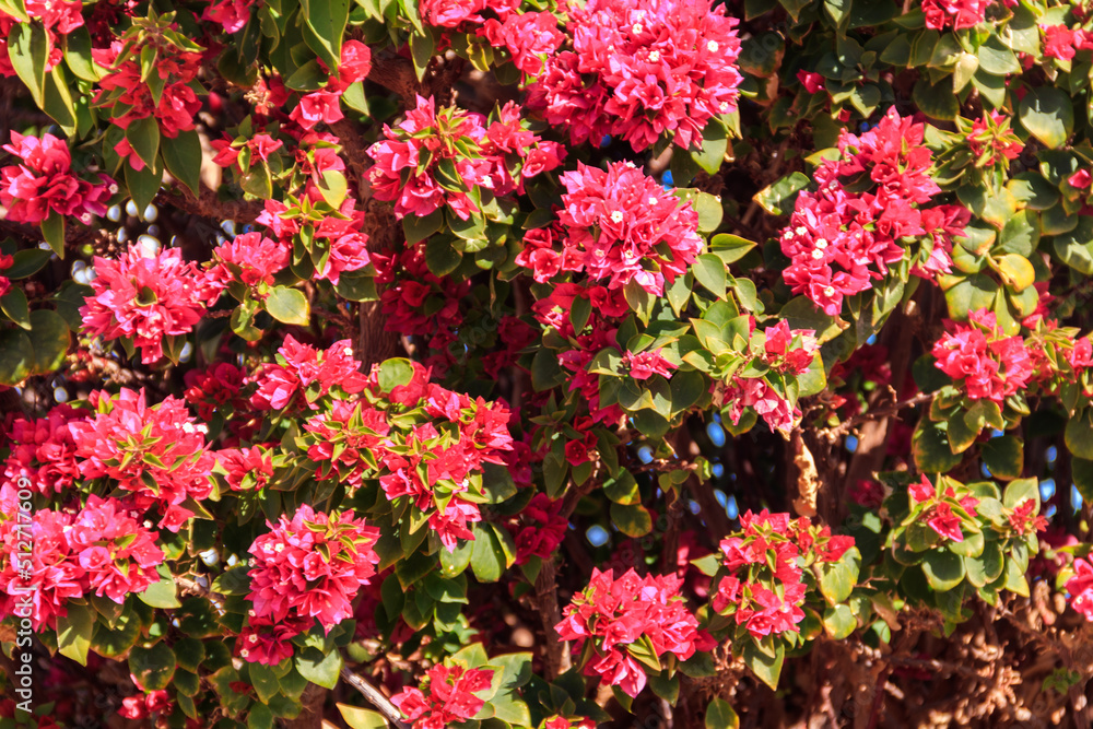 Beautiful blooming red bougainvillea in garden