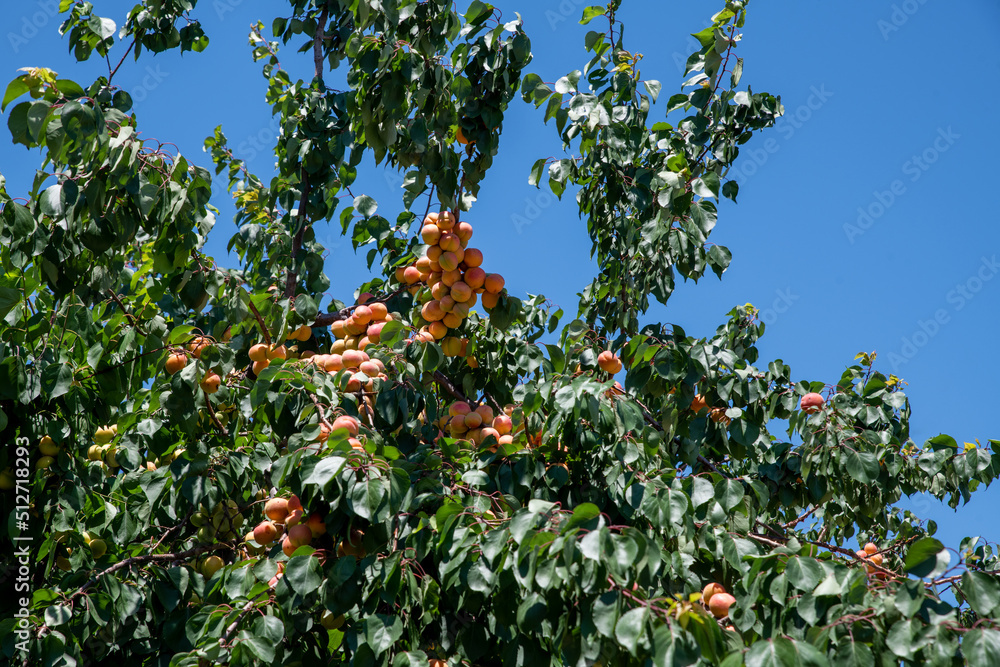 The apricots behind the house are ripe