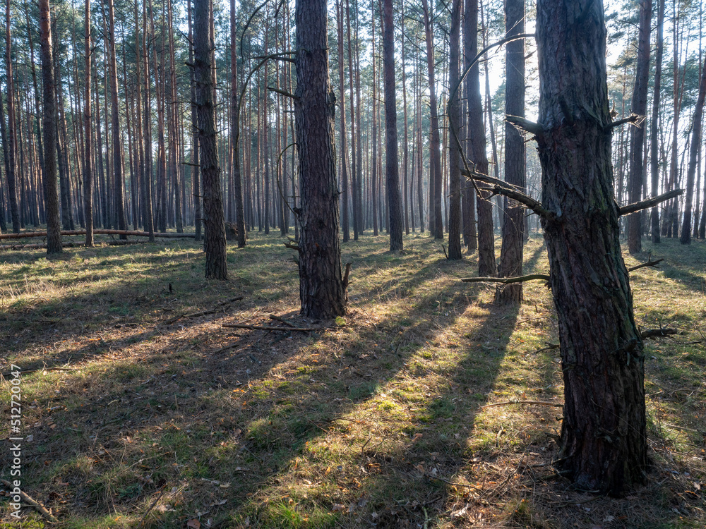 Early spring forest at sunset, A pine forest, Lower Silesia, Poland Early spring forest at sunset, A pine forest, Lower Silesia, Poland