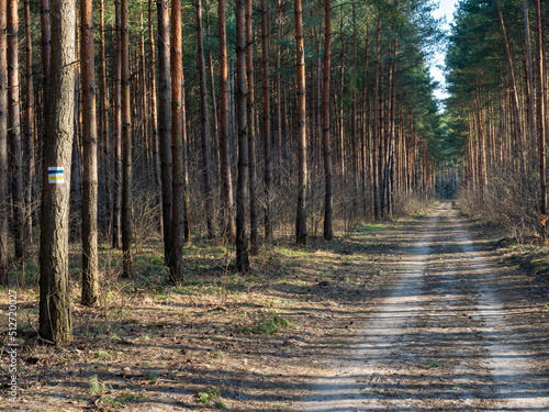 Fototapeta Naklejka Na Ścianę i Meble -  The path among the trees, Forest road, Lower Silesia, Poland