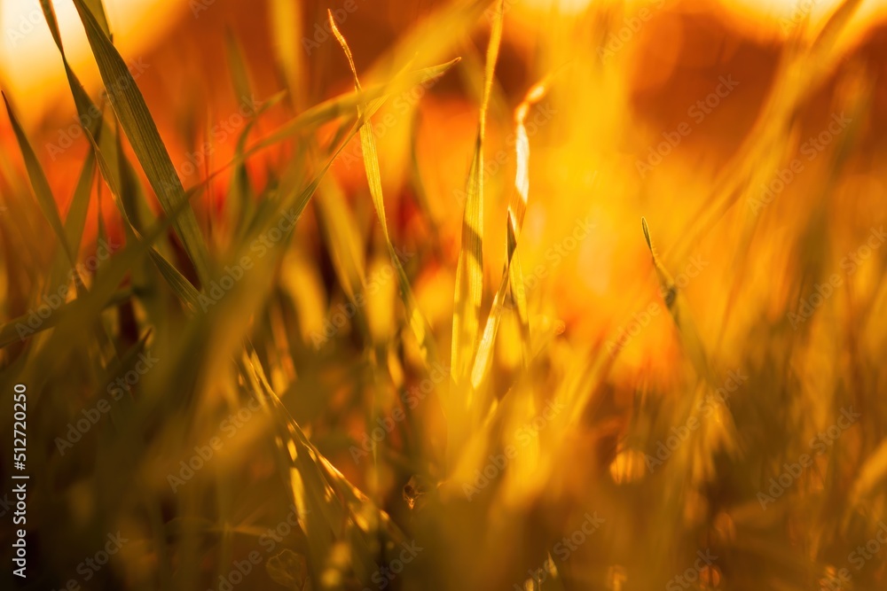 Close up of the green grass lawn and autumn foliage with sun beam, soft focus, copy space.