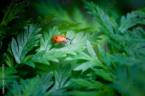 Ladybug close-up