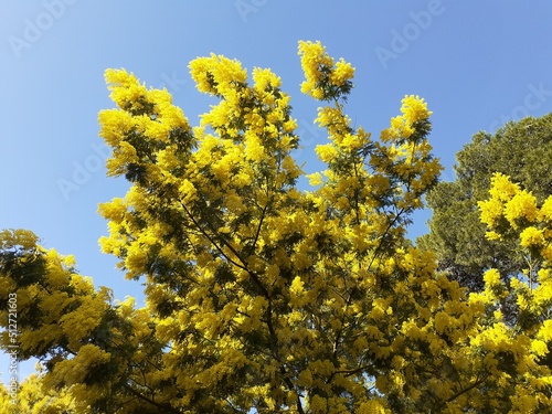 yellow flowers on sky background