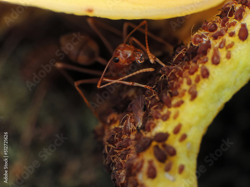 close-up of weaver ants farming the aphids colony photo