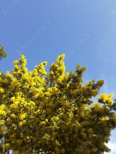 yellow flowers and blue sky