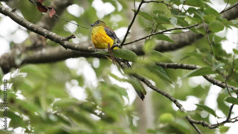 Orange-breasted Trogon, Perching on Swaying Tree Branches, Breeze Wind Orange-breasted Trogon, Perching on Swaying Tree Branches, Breeze Wind