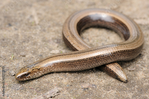 Φωτογραφία Rare animal, legless shiny harmless lizard slow worm on the ground