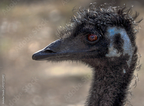 Emu